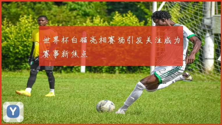 世界杯白猫亮相赛场引发关注成为赛事新焦点